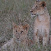  The Serengeti, TZ